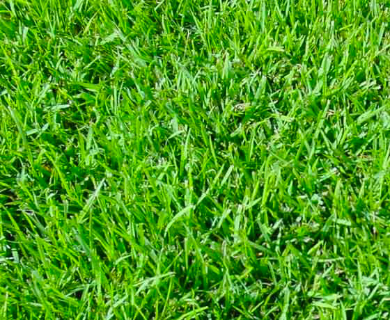 PASPALUM